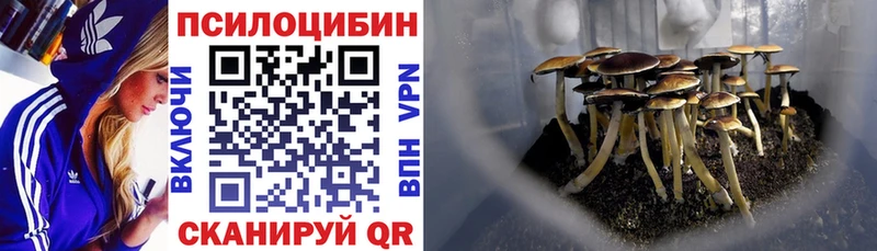 Галлюциногенные грибы Cubensis  hydra ССЫЛКА  Дно 